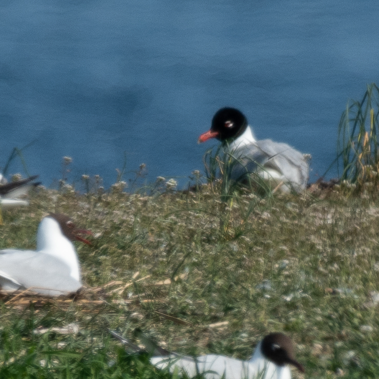 Mediterranean gull